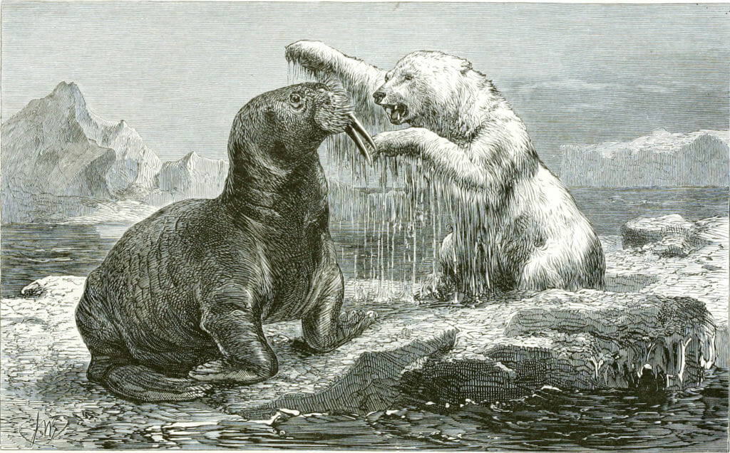 A Polar Bear attacking a Walrus Vintage illustration