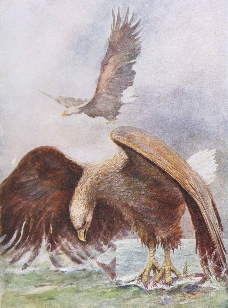A Sea Eagle Fishing Vintage Illustration