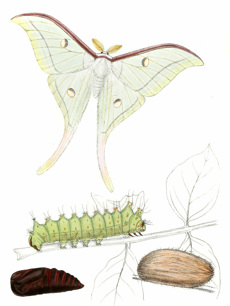 Actias-Selene-Moth-Vintage-Illustration