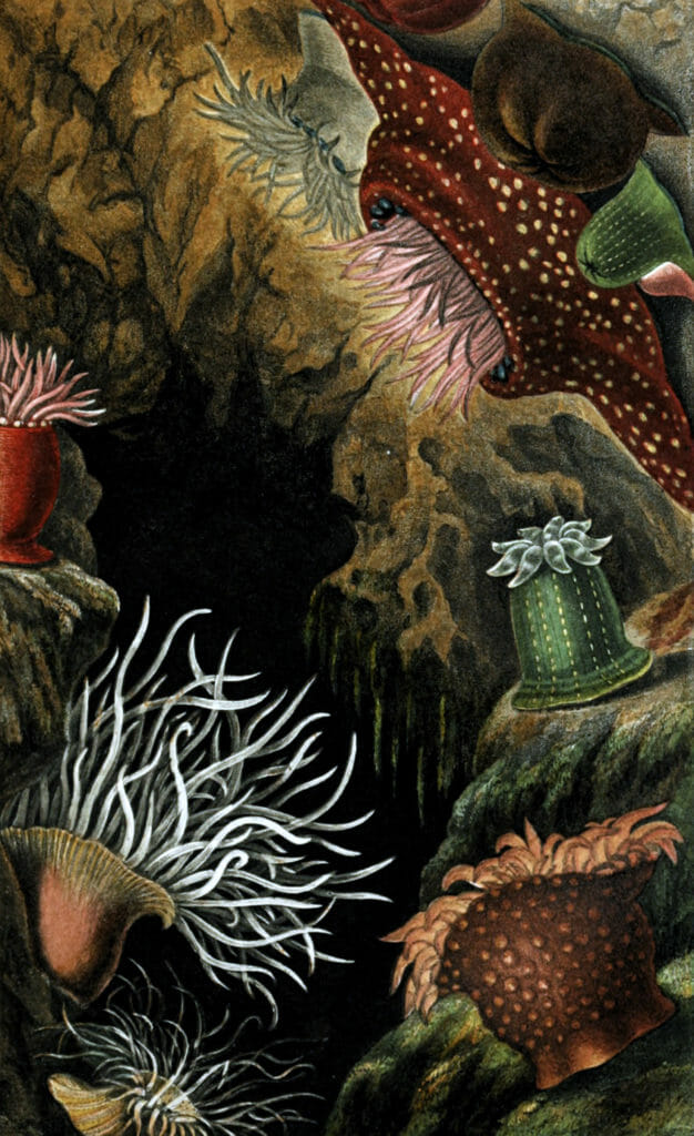 Actinia Mesembryanthemum Anthea Cereus Chiococca Tealia Digitata Sacartia Chrysosplenium Vintage Sea Anemone Illustration
