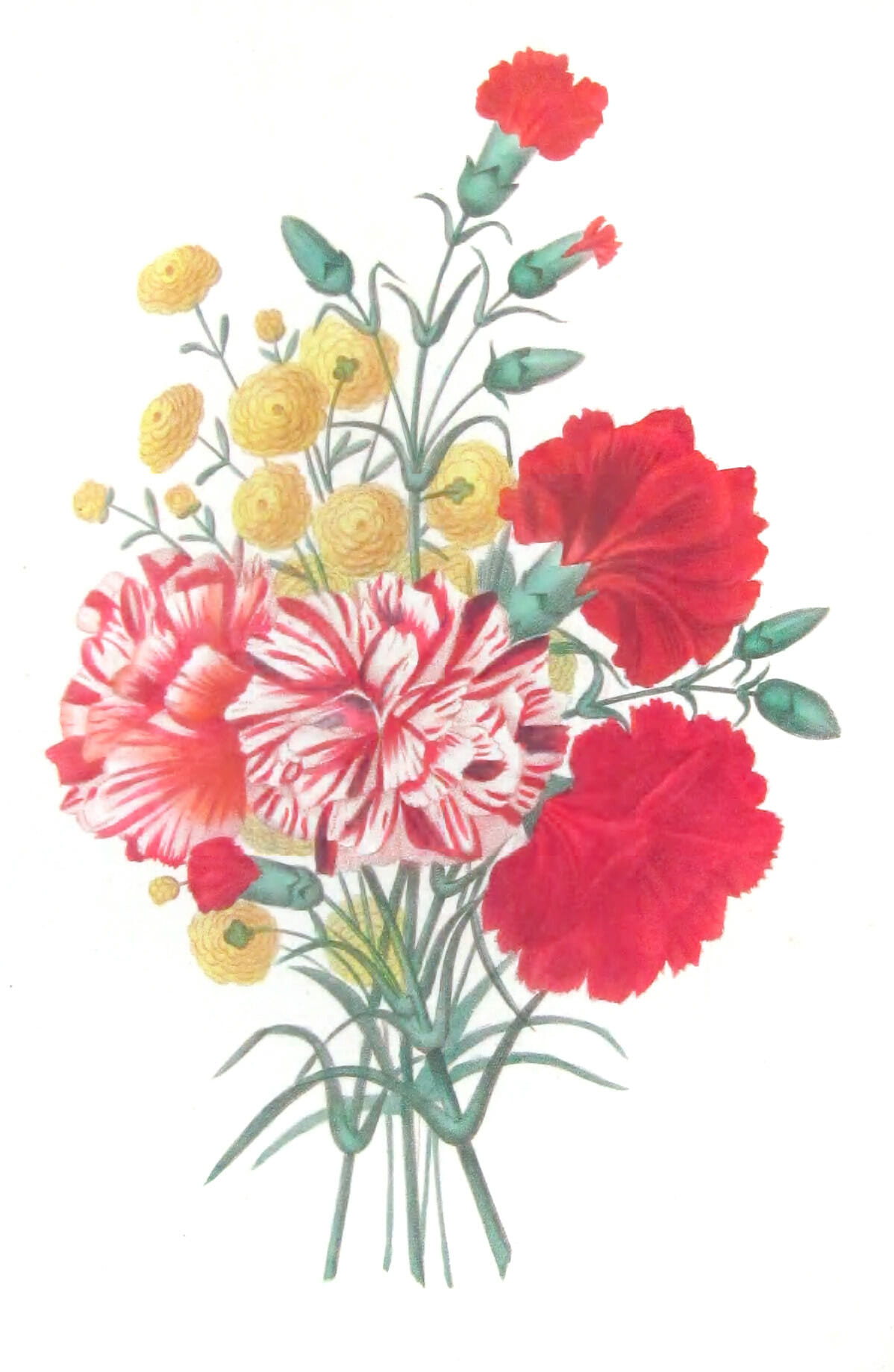 Carnation Aeillet Vintage Flower Illustration - Free Vintage Illustrations