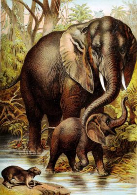 African Elephant Vintage Illustrations