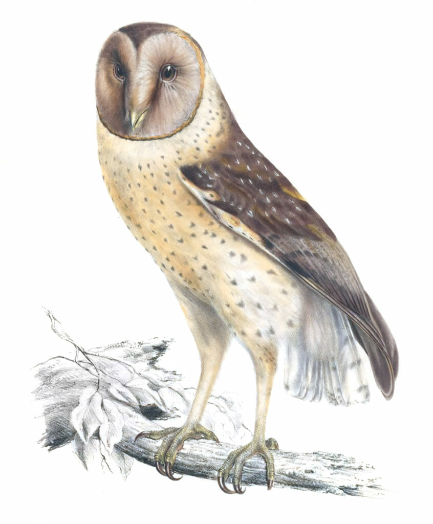 African Grass Owl strix capensis copy