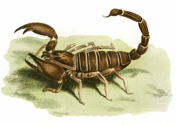 Afrocam Scorpion Vintage Illustration