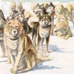 Alaskan Eskimo Dogs Husky Vintage Illustrations