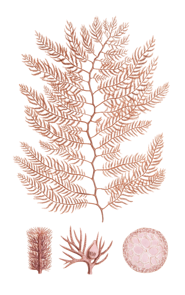 Algae-Seaweed-of-the-southern-ocean-135-copy