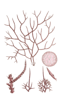 Algae-Seaweed-of-the-southern-ocean-139-copy