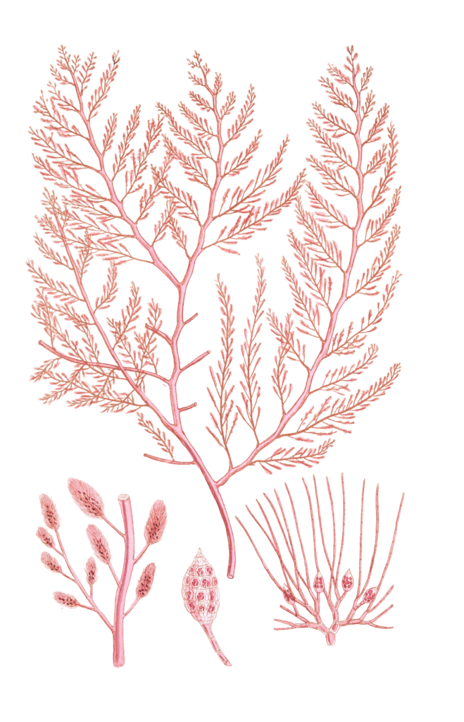 Algae-Seaweed-of-the-southern-ocean-167-copy