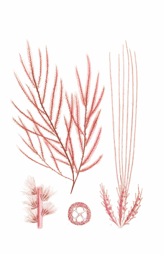Algae-Seaweed-of-the-southern-ocean-179-copy