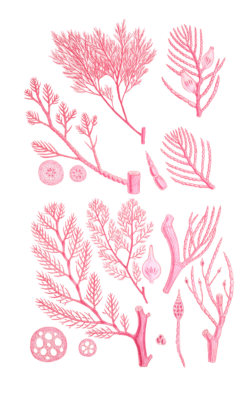 Algae Seaweed of the southern ocean 249 copy
