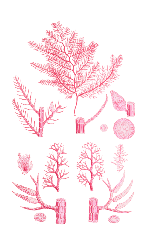 Algae-Seaweed-of-the-southern-ocean-253-copy