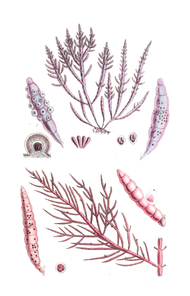 Algae-Seaweed-of-the-southern-ocean-261-copy