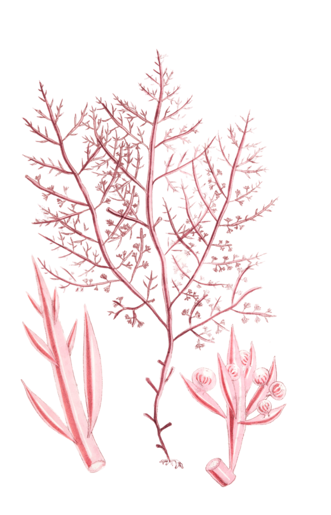 Algae-Seaweed-of-the-southern-ocean-268-copy