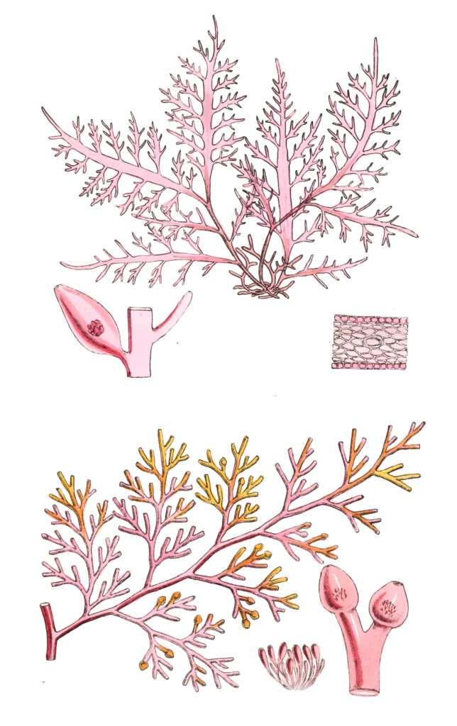 Algae-Seaweed-of-the-southern-ocean-277-copy