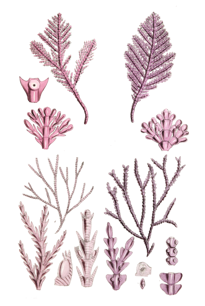 Algae-Seaweed-of-the-southern-ocean-297-copy