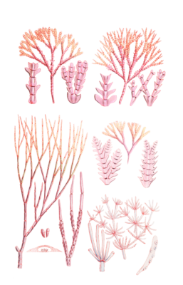 Algae-Seaweed-of-the-southern-ocean-301-copy