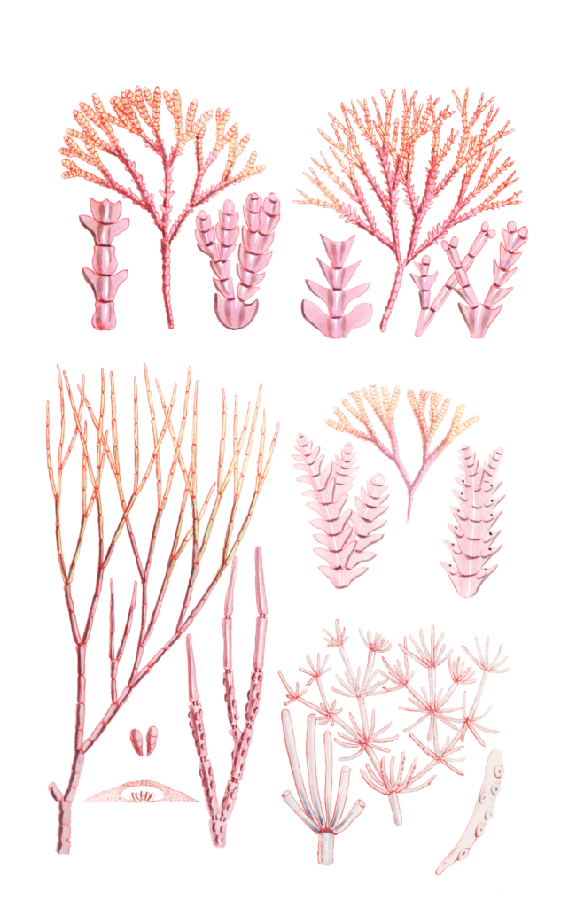Algae-Seaweed-of-the-southern-ocean-301-copy