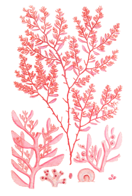 Algae-Seaweed-of-the-southern-ocean-313-copy