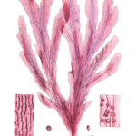 Algae-Seaweed-of-the-southern-ocean-321-copy
