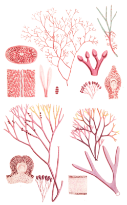 Algae Seaweed of the southern ocean 345 copy