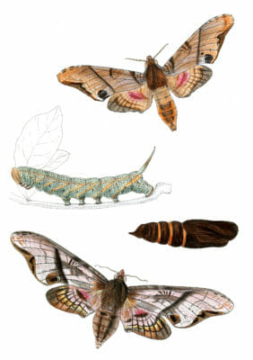 Amblypterus-Panopus-Moth-Vintage-Illustration