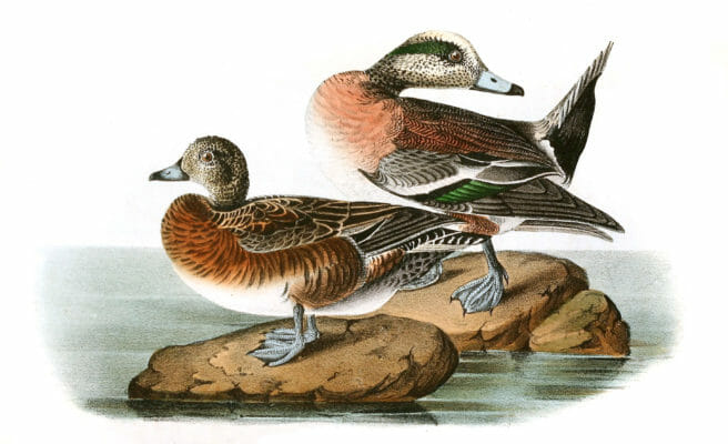 American Wildgeon Bird Vintage Illustrations