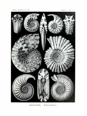 Ammonitida Vintage Sea Shell Illustration