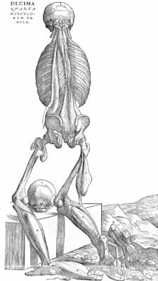 Anatomy Rear Vintage Anatomy Illustrations