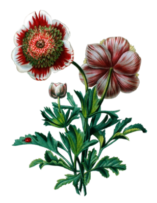 Anemones Vintage Flower Illustration