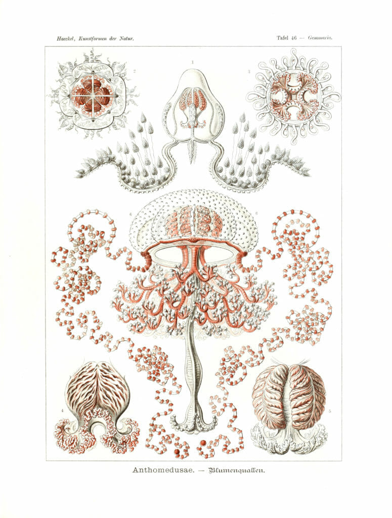 Anthomedusae Vintage Jellyfish Illustration