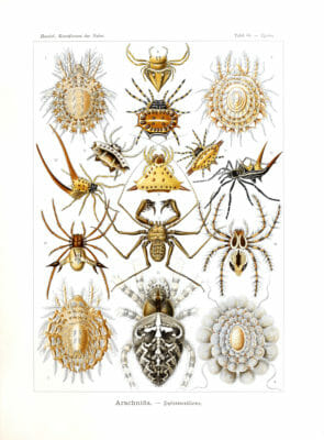 Arachnida Ernst Haeckel Vintage Spider Illustrations