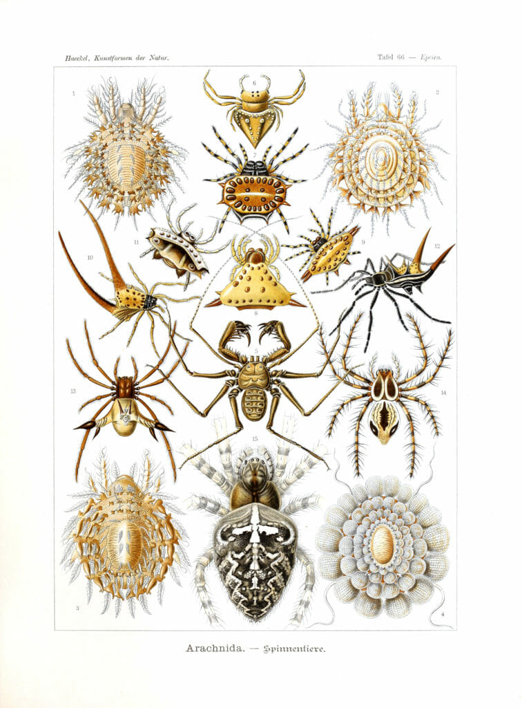 Arachnida Ernst Haeckel Vintage Spider Illustrations