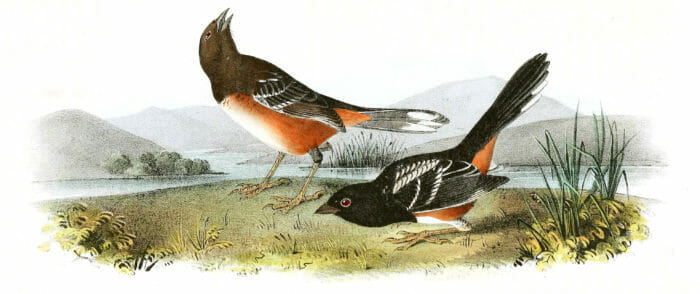 Arctic Ground Finch Bird Vintage Illustrations