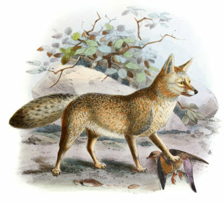 Asse Fox Canis Chama Vintage Illustration