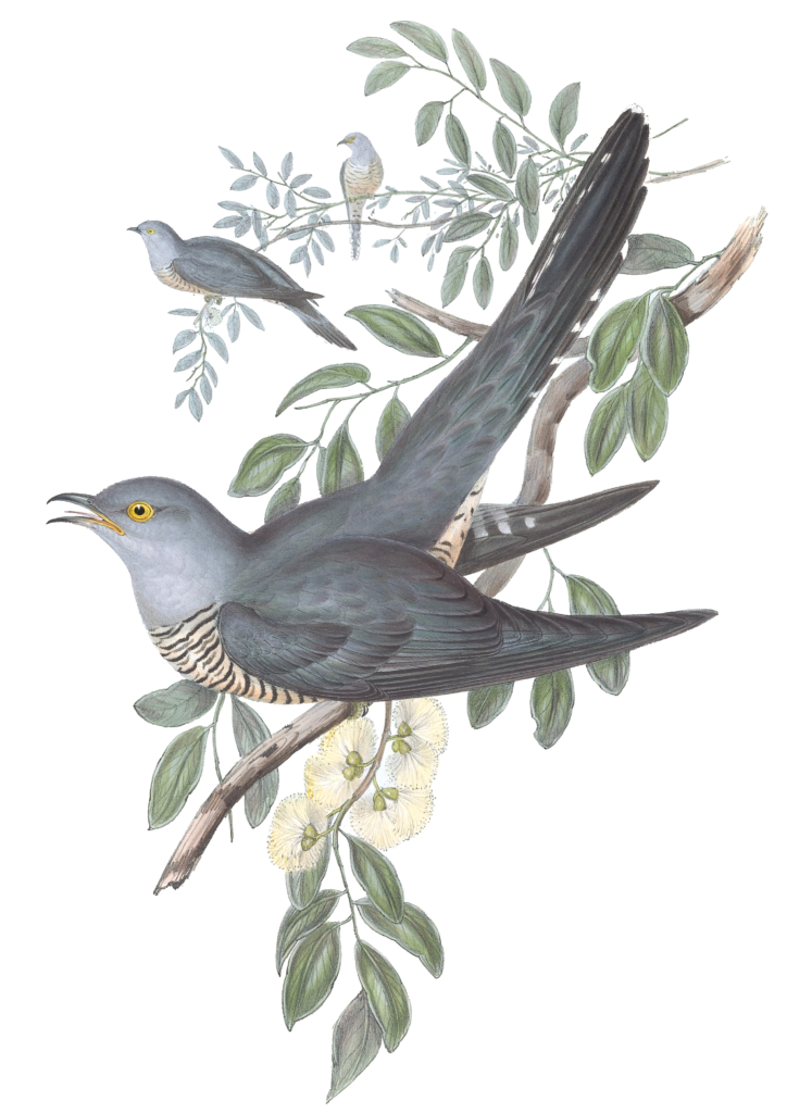 Australian Cuckoo Bird Vintage Illustrations