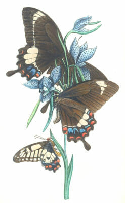 Australian Species Of Papilio Vintage Illustration