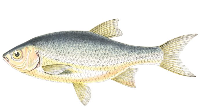 Azurine Fish Vintage Illustration