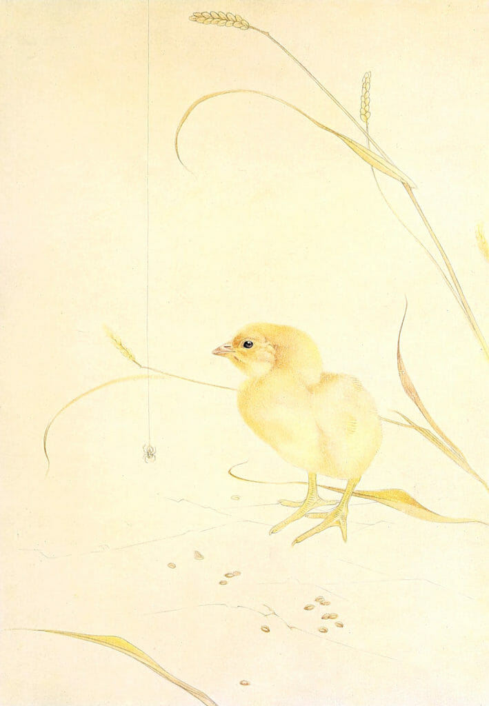 Baby chick Vintage Baby Bird Illustration