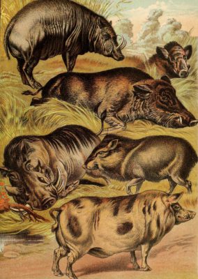 Babyroussa Wild Boar Wart Hog Domestic Hog Vintage Illustrations