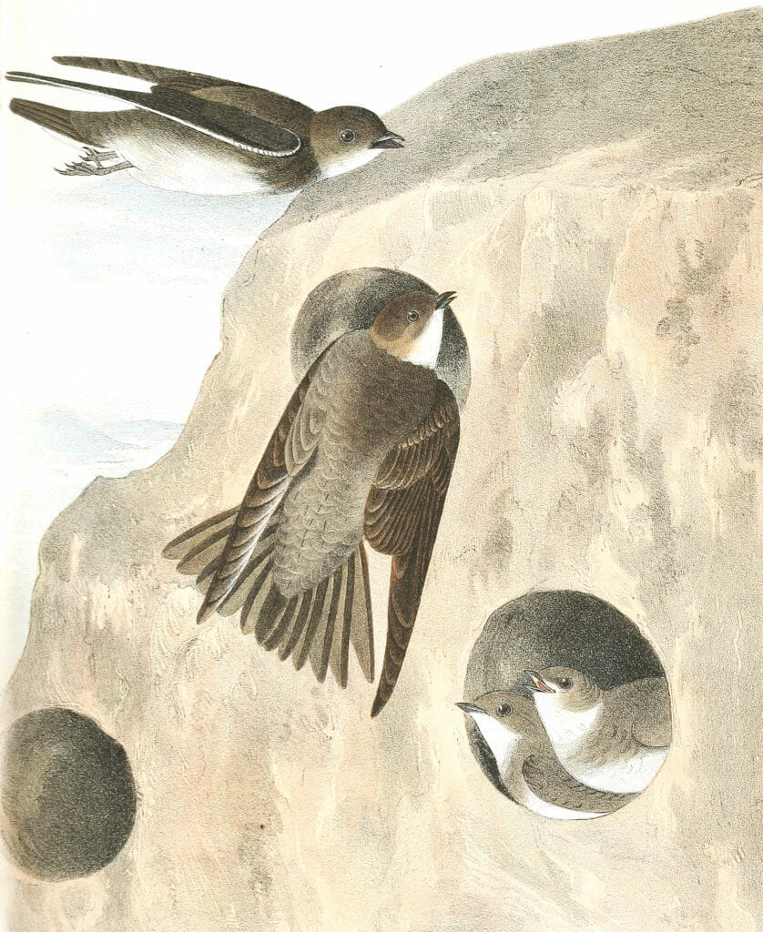 Bank Swallow Bird Vintage Illustrations