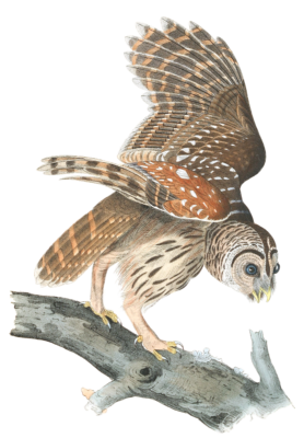 Barred Owl Bird Vintage Illustrations