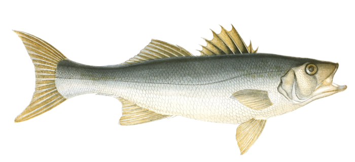 Bass FishVintage Illustration
