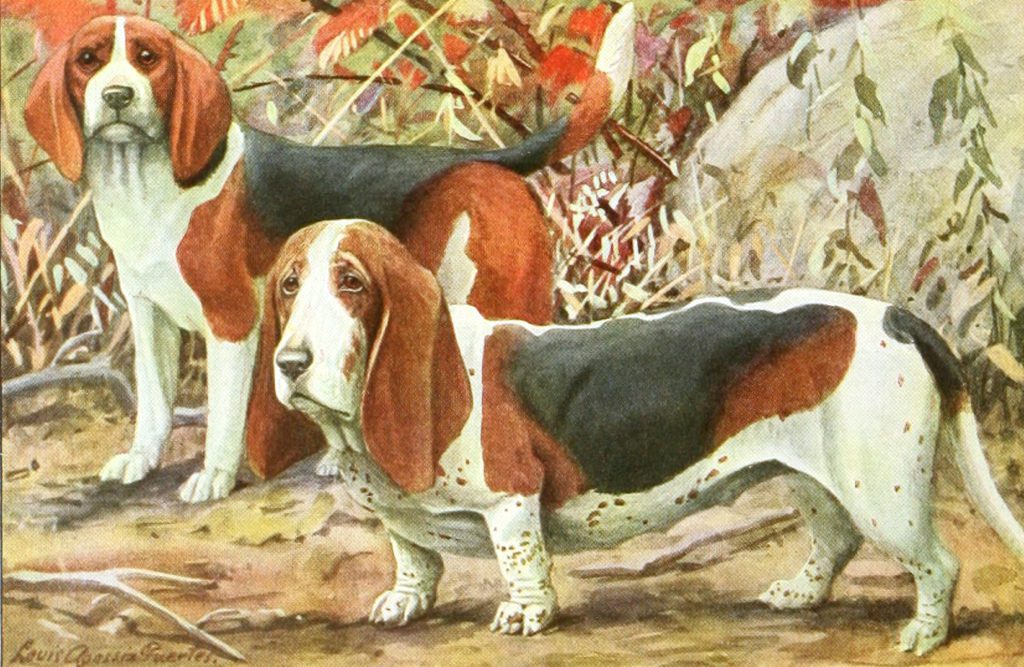 Beagle and Basset Dog Vintage Illustrations