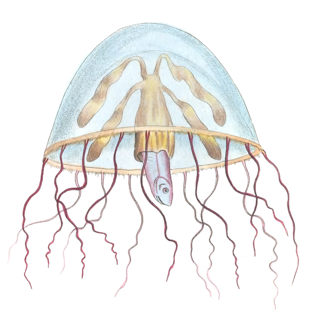 Bell Medusa Jellyfish Vintage Jellyfish Illustration