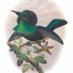 Bennets Bird Of Paradisea Vintage Illustration