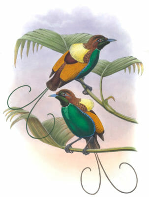 Bird Of Paradise Diphyllodes Seleucides Vintage Illustration