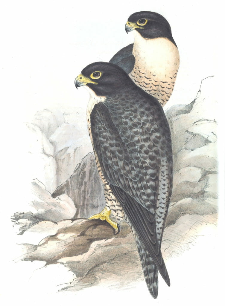 Black Cheeked Falcon Bird Vintage Illustrations