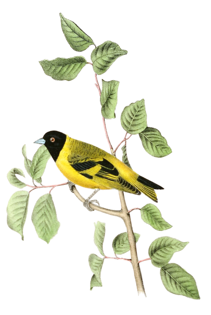 Black Headed Goldfinch Bird Vintage Illustrations