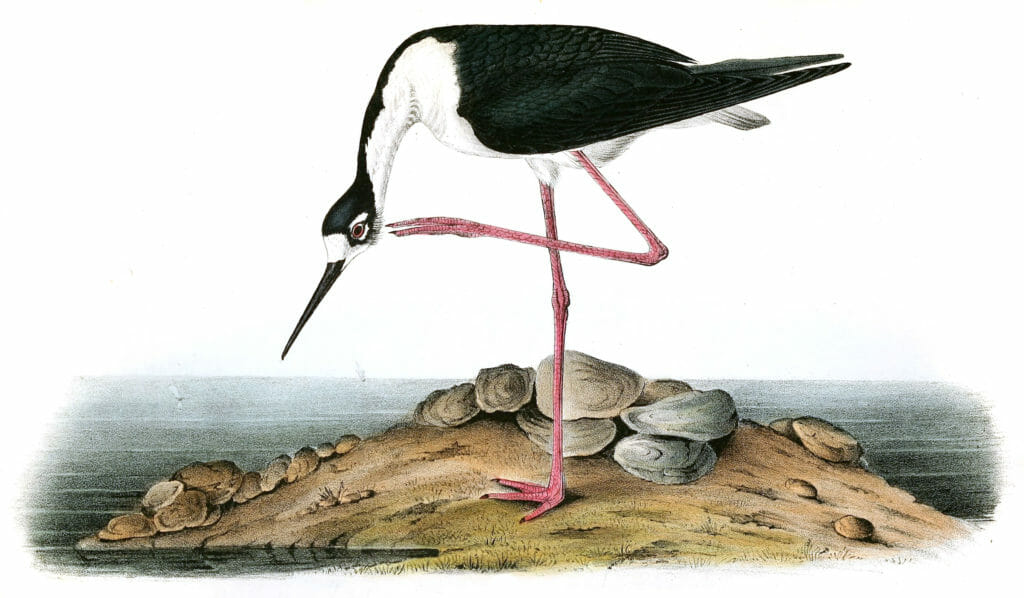 Black Necked Stilt Bird Vintage Illustrations