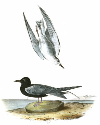 Black Tern Bird Vintage Illustrations